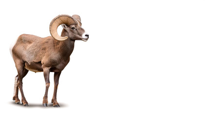 bighorn big horn sheep - Ovis canadensis - a species of sheep native to North America named for their large horns. one of two species of mountain sheep in North America. Isolated on white background