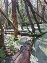 flooded forest, river