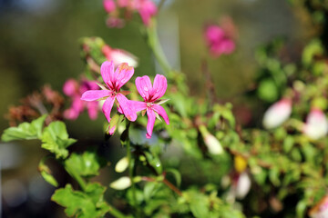 Macro image of Ivy Geranium blooms with dew drops, Derbyshire England
