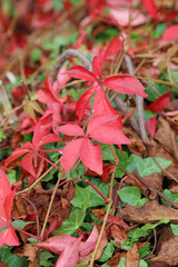 Macro image of red Virginia Creeper foliage growing amongst Ivy, Derbyshire England
