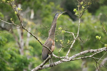 Bare-throated tiger heron