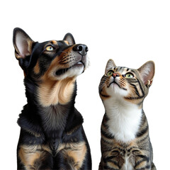 Close-up of dog and cat looking up with transparent background