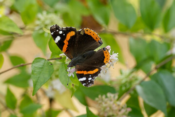 Red admiral butterfly (Vanessa Atalanta) perched on a white flower in Zurich, Switzerland
