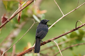 Melodious blackbird