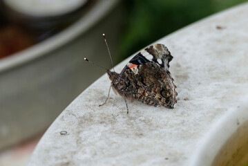 Red admiral butterfly (Vanessa Atalanta) sitting on stone in Zurich, Switzerland