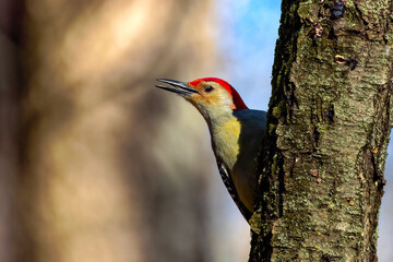 The red-belied woodpecker (Melanerpes carolinus)