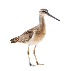 Obraz premium Shorebird Standing on White Background