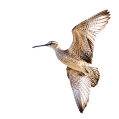 Bird in Flight with Wings Spread Wide