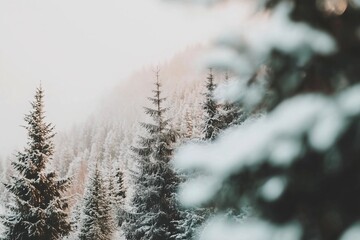 snow covered evergreen forest with trees dusted in snow peaceful, winter nature, serene landscape
