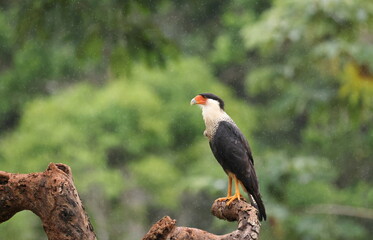 Crested caracara