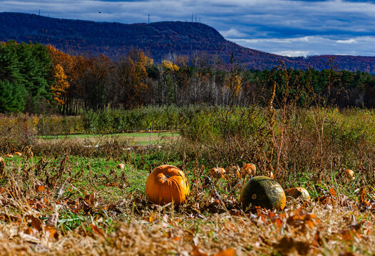 Pumpkin Farm Mountain View