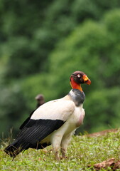 King vulture