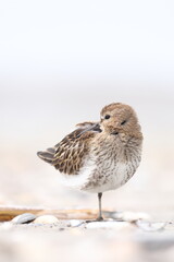 Dunlin