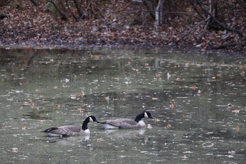 Two Geese Floating in a Pond