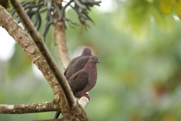 Short-billed pigeon