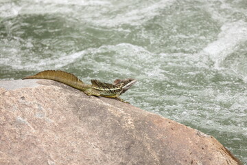 Common basilisk