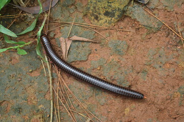 A brown millipede creeping on the ground