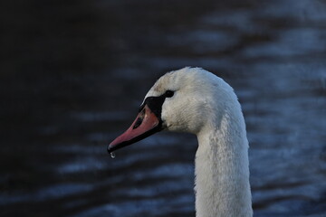 Mute swan portrait