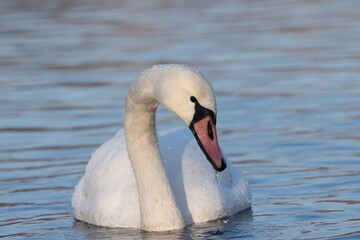 Mute swan