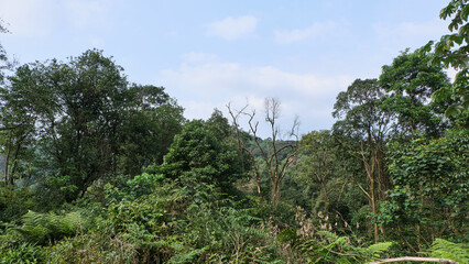 Scenic Forest Landscape with Lush Foliage