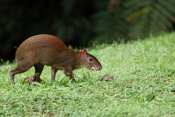 Central American agouti