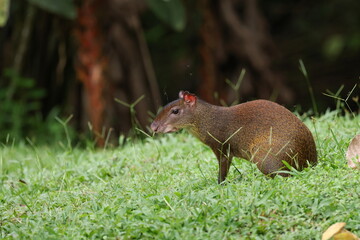 Central American agouti