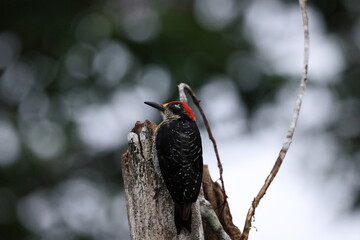 Black-cheeked woodpecker  (Melanerpes pucherani)