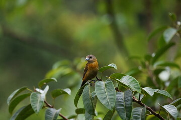 Female Scarlet-rumped tanager