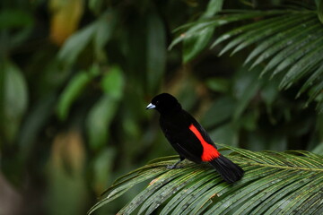 Male Scarlet-rumped tanager