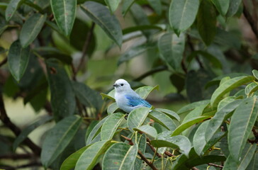 Blue-gray tanager