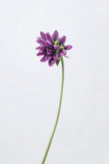 Single purple flower illustration on a white background. Minimal and fresh flower design.