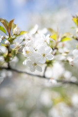 tree white blossom in spring