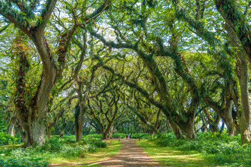 Fototapeta premium Green canopy in ancient tropical forest Giant Trembesi (Albizia saman -Rain Tree), giant trees with huge trunks and branches at Jawatan Benculuk Banyuwangi. Travel destination in East Java, Indonesia.