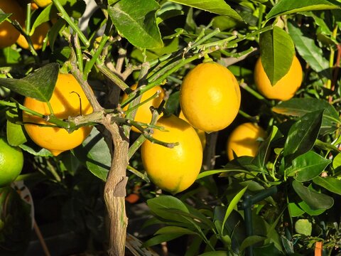 dwarf lemon tree with fruits