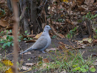 Wild Dove in a Leafy Forest Setting During Autumn