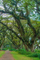 Fototapeta premium Green canopy in ancient tropical forest Giant Trembesi (Albizia saman -Rain Tree), giant trees with huge trunks and branches at Jawatan Benculuk Banyuwangi. Travel destination in East Java, Indonesia.