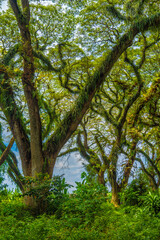 Green canopy in ancient tropical forest Giant Trembesi (Albizia saman -Rain Tree), giant trees with huge trunks and branches at Jawatan Benculuk Banyuwangi. Travel destination in East Java, Indonesia.