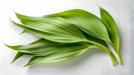Fototapeta premium Four green leaves of a plant on a white background.