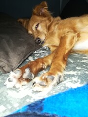 Sleeping dog