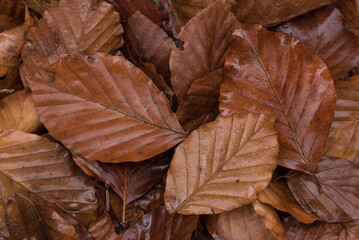 GOLDEN AUTUMN LANDSCAPE - Fallen dry leaves on the ground
