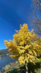 The trees leaves on the mountains were starting to change color
