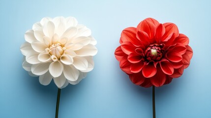 Dahlia Flowers on Blue Background