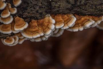 POLYPORE - Fungus growing on a dead tree trunk