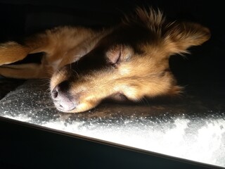 Sleeping dog