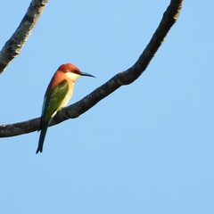Colorful Bird Perched on Branch Against Blue Sky Wildlife Photography