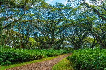 Green canopy in ancient tropical forest Giant Trembesi (Albizia saman -Rain Tree), giant trees with huge trunks and branches at Jawatan Benculuk Banyuwangi. Travel destination in East Java, Indonesia.
