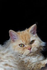Porträt eines Selkirk Rex Katers