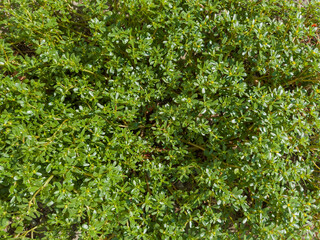 Bush of blooming wild growing common purslane close-up