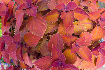 Bush of the cultivated coleus with variegated maroon-red leaves