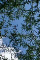 A drone flies against a bright blue sky with scattered clouds, surrounded by blurred green leaves in the foreground. aerial reconnaissance work